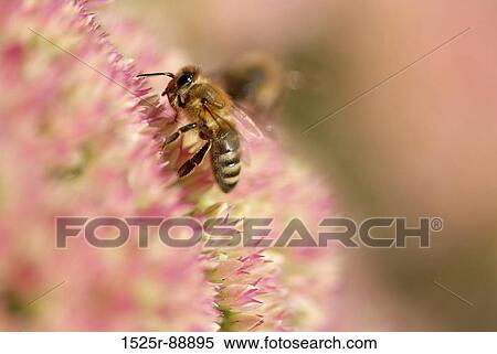 Close-up of a honeybee pollinating a flower View Large Photo Image Stock Photography - Close-up of a honeybee pollinating a flower. Fotosearch