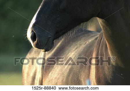 Close-up of a horse View Large Photo Image Stock Image - Close-up of a horse. Fotosearch