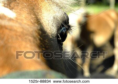 Picture - Close-up of a horse's eye. Fotosearch