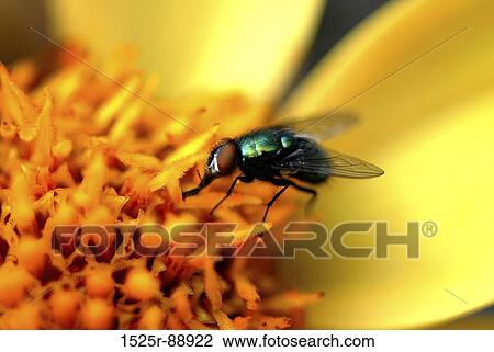 Close-up of a housefly (Musca domestica) pollinating a flower View Large Photo Image Stock Image - Close-up of a housefly (Musca domestica) pollinating a flower. Fotosearch