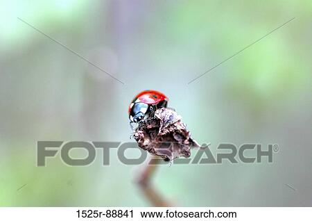 Stock Image - Close-up of a ladybug on a dry leaf. Fotosearch