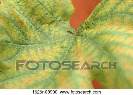 Close-up of a leaf View Large Photo Image Stock Image - Close-up of a leaf. Fotosearch