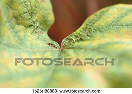 Close-up of a leaf View Large Photo Image Stock Photo - Close-up of a leaf. Fotosearch