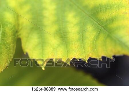 Close-up of a leaf View Large Photo Image Stock Photo - Close-up of a leaf. Fotosearch