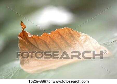 Close-up of a leaf View Large Photo Image Stock Photography - Close-up of a leaf. Fotosearch