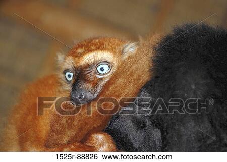 Close-up of a lemur View Large Photo Image Stock Photograph - Close-up of a lemur. Fotosearch