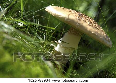 Close-up of a mushroom View Large Photo Image Picture - Close-up of a mushroom. Fotosearch