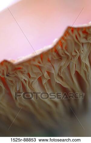 Close-up of a mushroom View Large Photo Image Stock Image - Close-up of a mushroom. Fotosearch