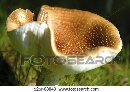 Stock Photo - Close-up of a mushroom. Fotosearch