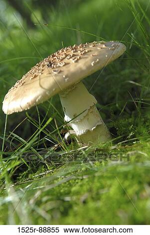 Close-up of a mushroom View Large Photo Image Stock Photography - Close-up of a mushroom. Fotosearch
