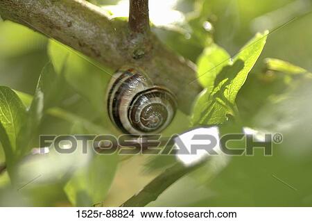 Close-up of a snail on a branch View Large Photo Image Picture - Close-up of a snail on a branch. Fotosearch