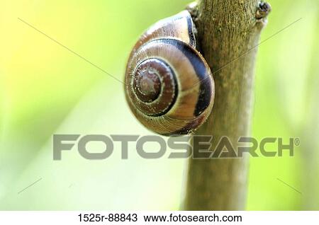 Stock Image - Close-up of a snail on a branch. Fotosearch