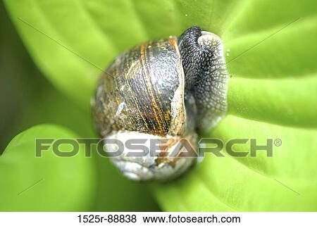 Stock Photo - Close-up of a snail on a leaf. Fotosearch