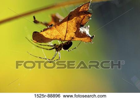 Close-up of a spider on a leaf View Large Photo Image Stock Photograph - Close-up of a spider on a leaf. Fotosearch