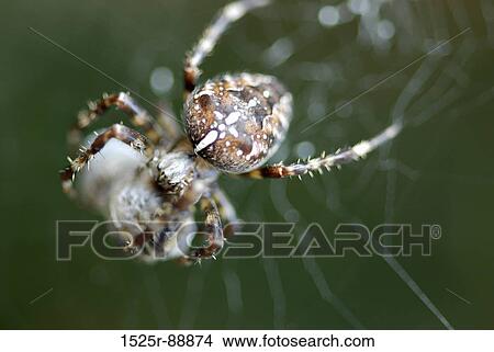 Close-up of a spider on a web View Large Photo Image Picture - Close-up of a spider on a web. Fotosearch