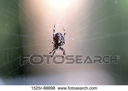 Stock Photo - Close-up of a spider on a web. Fotosearch