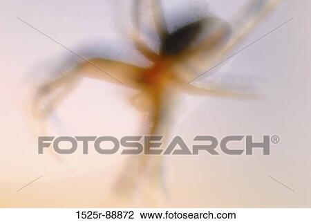 Close-up of a spider View Large Photo Image Stock Image - Close-up of a spider. Fotosearch