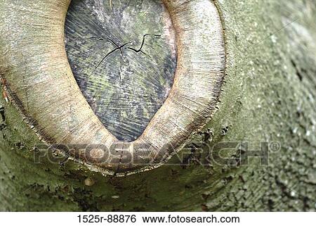 Close-up of a tree knot View Large Photo Image Stock Photograph - Close-up of a tree knot. Fotosearch