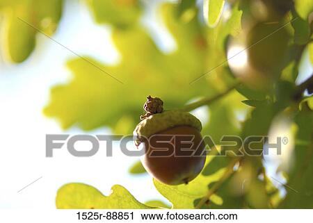 Close-up of an acorn on an oak tree View Large Photo Image Stock Image - Close-up of an acorn on an oak tree. Fotosearch