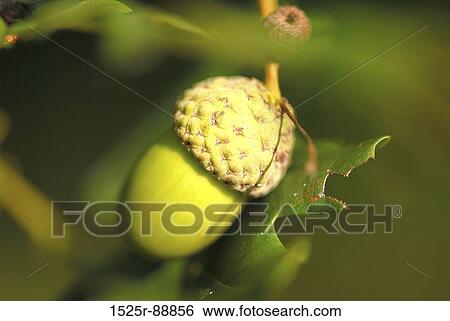 Close-up of an acorn on an oak tree View Large Photo Image Stock Photograph - Close-up of an acorn on an oak tree. Fotosearch