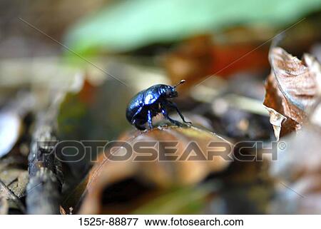Close-up of an insect on a leaf View Large Photo Image Stock Photo - Close-up of an insect on a leaf. Fotosearch