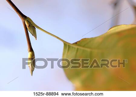 Close-up of buds on a stem View Large Photo Image Picture - Close-up of buds on a stem. Fotosearch