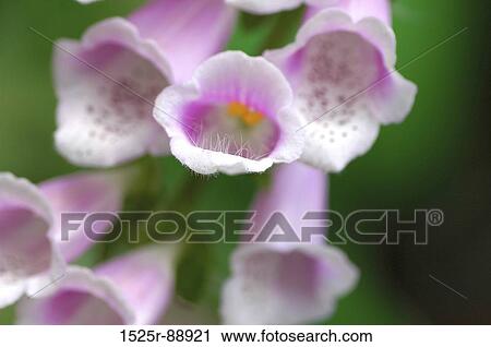 Close-up of flowers View Large Photo Image Stock Image - Close-up of flowers. Fotosearch