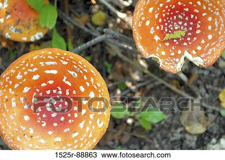Close-up of Fly Agaric Mushrooms (Amanita muscaria) View Large Photo Image Stock Image - Close-up of Fly Agaric Mushrooms (Amanita muscaria). Fotosearch