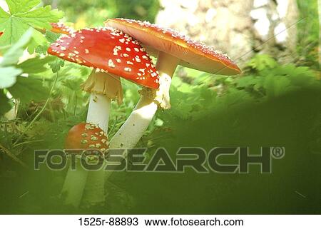 Close-up of Fly Agaric Mushrooms (Amanita muscaria) View Large Photo Image Stock Image - Close-up of Fly Agaric Mushrooms (Amanita muscaria). Fotosearch