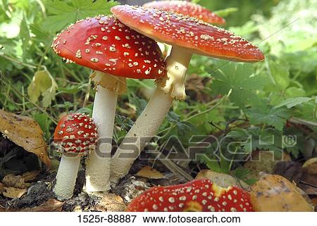 Close-up of Fly Agaric Mushrooms (Amanita muscaria) View Large Photo Image Stock Photo - Close-up of Fly Agaric Mushrooms (Amanita muscaria). Fotosearch