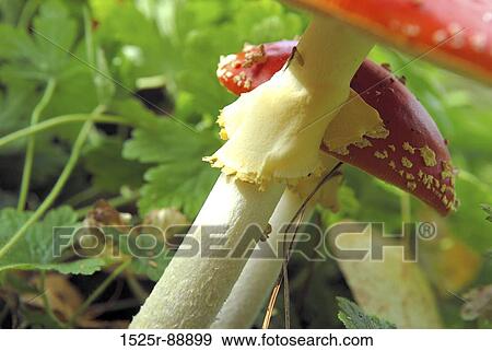 Close-up of Fly Agaric Mushrooms (Amanita muscaria) View Large Photo Image Stock Photo - Close-up of Fly Agaric Mushrooms (Amanita muscaria). Fotosearch