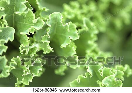 Stock Photograph - Close-up of green leaves. Fotosearch