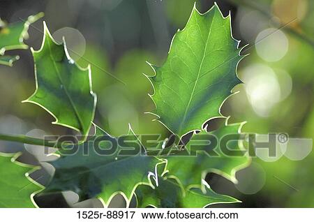 Close-up of leaves of a holly plant View Large Photo Image Stock Photo - Close-up of leaves of a holly plant. Fotosearch