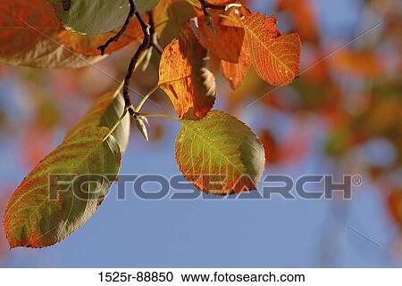 Close-up of leaves on a branch View Large Photo Image Stock Image - Close-up of leaves on a branch. Fotosearch