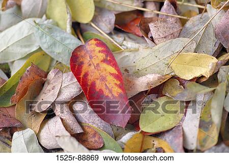 Close-up of leaves View Large Photo Image Stock Photo - Close-up of leaves. Fotosearch