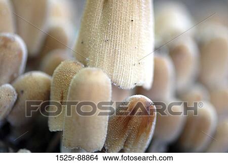 Close-up of mushrooms View Large Photo Image Picture - Close-up of mushrooms. Fotosearch