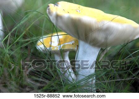 Close-up of mushrooms View Large Photo Image Stock Image - Close-up of mushrooms. Fotosearch