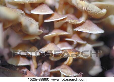 Stock Image - Close-up of mushrooms. Fotosearch