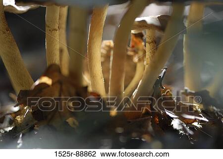 Close-up of mushrooms View Large Photo Image Stock Image - Close-up of mushrooms. Fotosearch