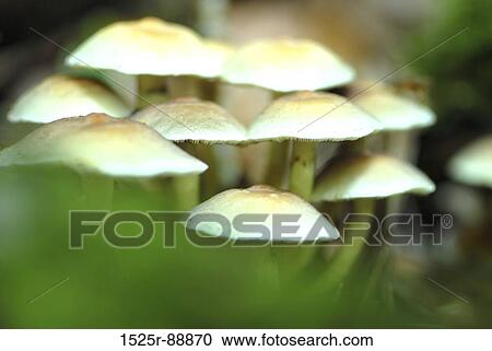 Close-up of mushrooms View Large Photo Image Stock Image - Close-up of mushrooms. Fotosearch