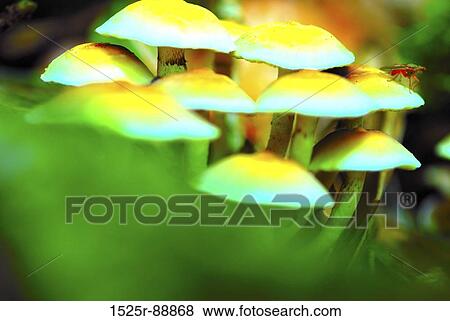 Close-up of mushrooms View Large Photo Image Stock Photo - Close-up of mushrooms. Fotosearch