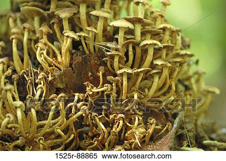 Close-up of mushrooms View Large Photo Image Stock Photography - Close-up of mushrooms. Fotosearch