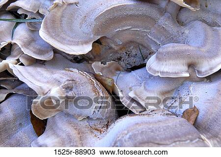 Close-up of Oyster Mushrooms (Pleurotus ostreatus) View Large Photo Image Stock Image - Close-up of Oyster Mushrooms (Pleurotus ostreatus). Fotosearch
