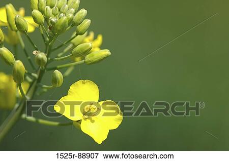 Stock Photo - Close-up of rapeseed flowers and buds. Fotosearch