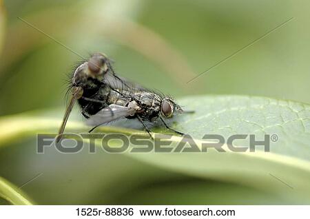 Stock Photograph - Close-up of two flies mating on a leaf. Fotosearch