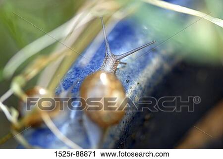 Close-up of two snails View Large Photo Image Stock Image - Close-up of two snails. Fotosearch