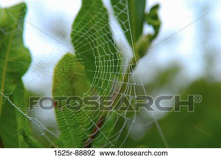 Close-up of water droplets on a spider web View Large Photo Image Stock Image - Close-up of water droplets on a spider web. Fotosearch