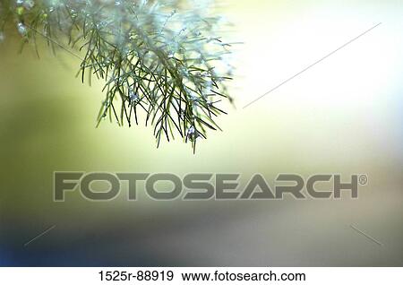 Close-up of water droplets on leaves View Large Photo Image Stock Photo - Close-up of water droplets on leaves. Fotosearch