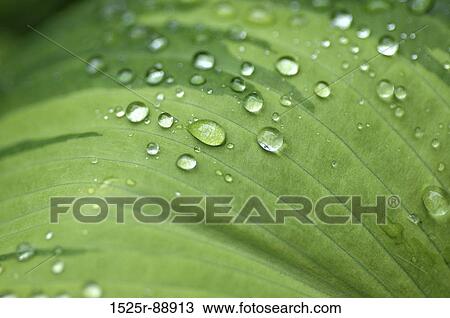 Close-up of water drops on a leaf View Large Photo Image Stock Image - Close-up of water drops on a leaf. Fotosearch