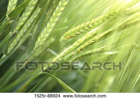 Close-up of wheat crop in a field View Large Photo Image Picture - Close-up of wheat crop in a field. Fotosearch